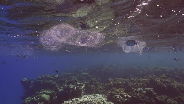 Several translucent, effeminate Salps, Colonial Pyrosom Tunicates swim under surface of water over coral reef, with variety of tropical fish swimming around them, slow motion