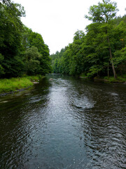 pine forest, mountain river, summer morning, green trees, drone filming