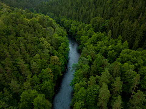 pine forest, mountain river, summer morning, green trees, drone filming