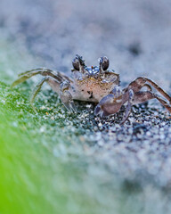 close up of crab