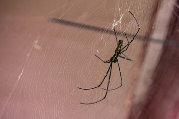 Giant Golden Orb Weaver Big spider sits on a web