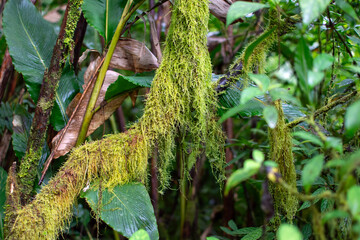 Moss on a tree trunk in tropical jungle