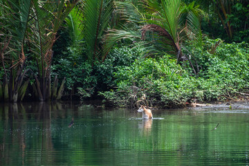 The dog stands in a tropical river against the backdrop of the jungle