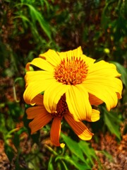 orange yellow flower in the garden. 