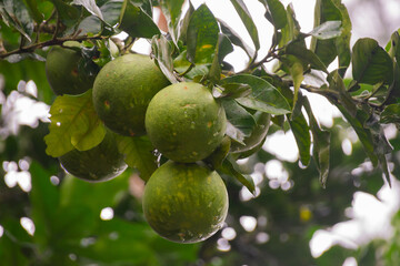 Large green pomelo fruits on a tree branch