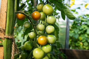 A lot of green tomatoes on a bush in a greenhouse. Tomato plants in greenhouse. Green tomatoes plantation. Organic farming, young tomato plants growth in greenhouse.
