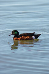 duck on the calm lake