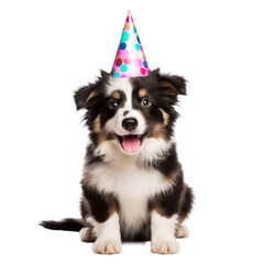 Fluffy dog with birthday cap isolated