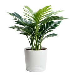 Potted exotic house plant isolated