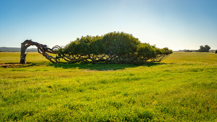 Windswept leaning tree in rural Western Australia