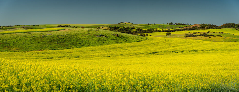 Beautiful blossoming canola fields in Western Australia © Alexander