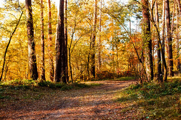 Autumn forest. Yellow leaves on the trees. A road among pines and maples with autumn leaves.
