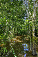 Flooded forest along the Rio Negro, Manaus, Amazonia State, Brazil
