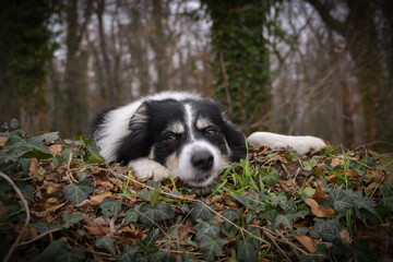Autumn portrait of border collie in leaves. He is so cute in the leaves. He has so lovely face.