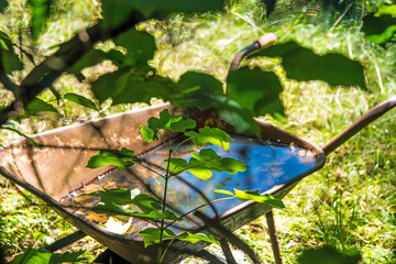 hidden wheelbarrow with water in a garden