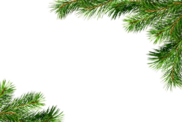 Christmas corner arrangement with green pine twigs isolated on white or transparent background