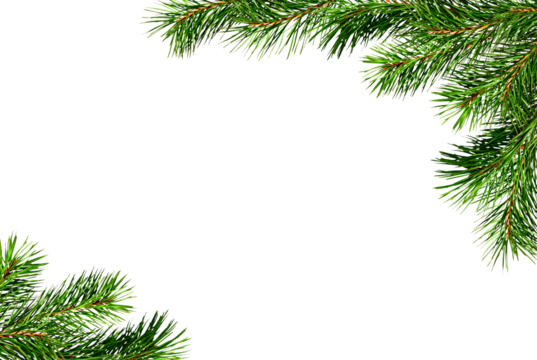 Christmas corner arrangement with green pine twigs isolated on white or transparent background