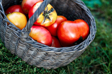 Bulls Heart , Giant Ox Heart tomatoes grown on a home farm with defects ecological in a basket on the grass