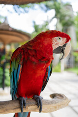 Portrait of colourful Scarlet Macaw parrot in Indonesia zoo