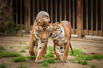 Fototapeta premium Asian tigers are going in zoo habitat. He is waiting for animal caretaker.