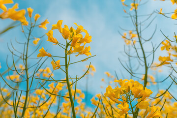 Beautiful oilseed rape flower, blooming canola field in spring
