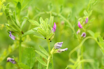 Common vetch plantation close up