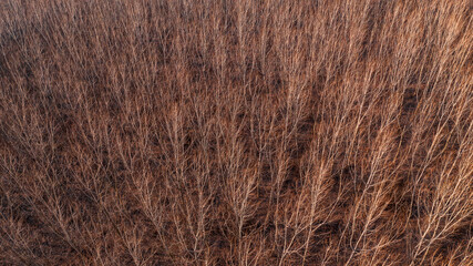 Deciduous forest woodland from above, tall trees with no leaves from drone pov