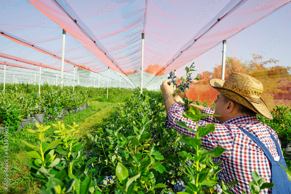 Poster Farmer working and picking blueberries on a organic farm