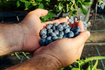 Naklejka na ściany i meble Organic fruit. Farmers hands with freshly harvested fruit. Organic blueberries.