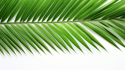Fototapeta premium Green striped of tropical palm leaf Abstract line of nature white background