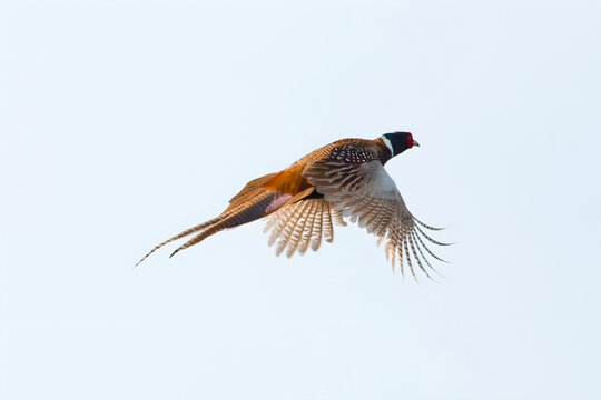 wild pheasant flying at sunset
