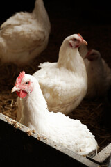 three white hens with a red scallop in a chicken coop. High quality photo