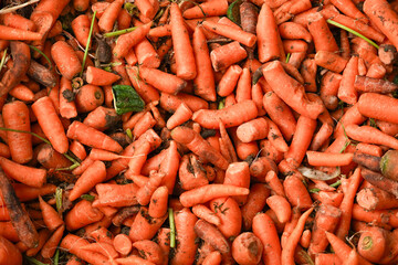 orange carrot for animal feed in the zoo a lot. High quality photo