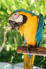  Blue-and-yellow macaw closeup Ara ararauna, exotic bird. 