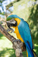  Blue-and-yellow macaw closeup Ara ararauna, exotic bird. 