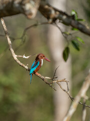 The Stork-billed Kingfisher (Pelargopsis capensis) (formerly Halcyon capensis), is a tree kingfisher which can found in Thailand.