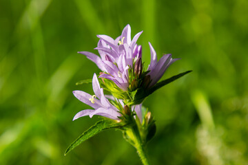 Clustered bell flower Campanula glomerata blooming in the wild