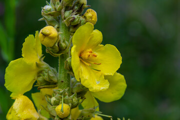 Obraz premium Verbascum densiflorum the well-known dense-flowered mullein