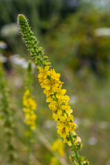 Summer in the wild among wild grasses is blooming agrimonia eupatoria
