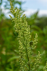 Chenopodium album, edible plant, common names include lamb's quarters, melde, goosefoot, white goosefoot, wild spinach, bathua and fat-hen
