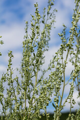Wormwood green grey leaves with beautiful yellow flowers. Artemisia absinthium absinthium, absinthe wormwood flowering plant, closeup macro