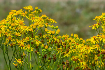 Yellow flowers of Senecio vernalis closeup on a blurred green background. Selective focus