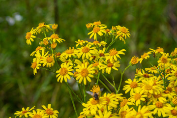 Yellow flowers of Senecio vernalis closeup on a blurred green background. Selective focus