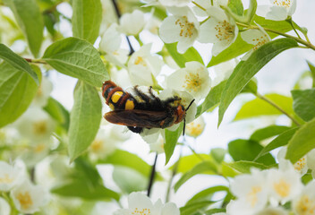 Giant wasp Megascolia maculata flavifrons on a flowering jasmine bush in summer.