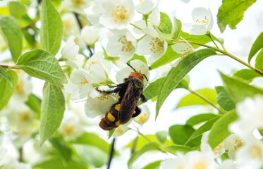 Giant wasp Megascolia maculata flavifrons on a flowering jasmine bush in summer.