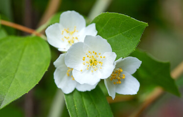 Flowering shrub mock orange, white flowers close-up.