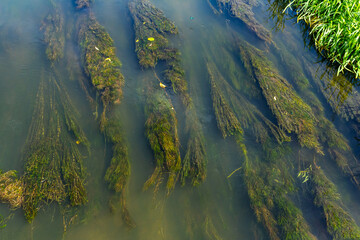 Water plants in the river - Pondweed - Potamogeton natans