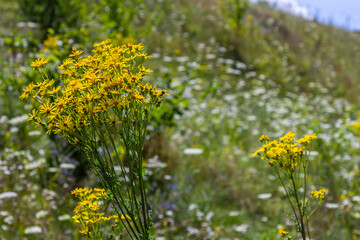 Obraz premium Yellow flowers of Senecio vernalis closeup on a blurred green background. Selective focus