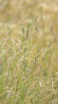 Timothy grass, Phleum pratense, moving in the wind, close up with shallow depth of field bokeh, natural calm background, vertical video
