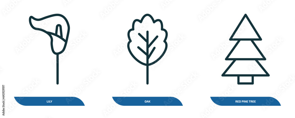 Wall mural set of 3 linear icons from nature concept. outline icons such as lily, oak, red pine tree vector
